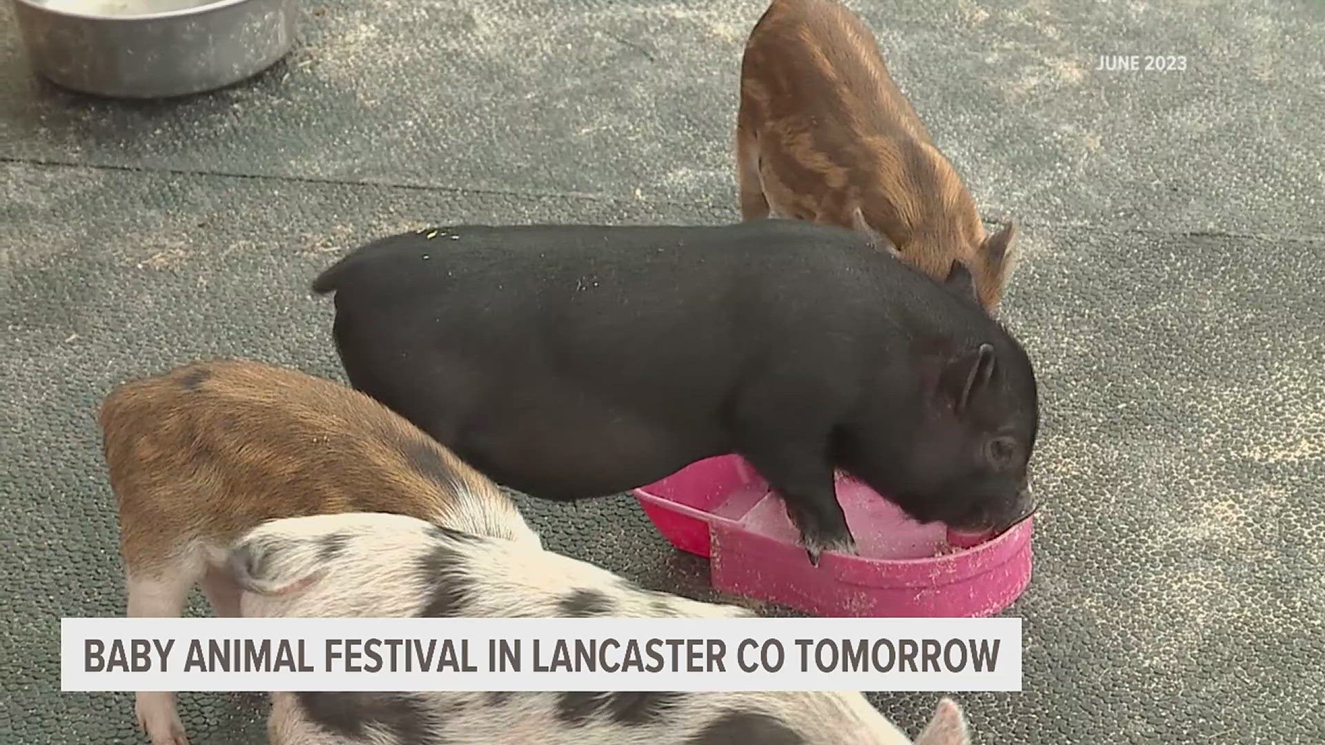 The Lancaster County farm will have baby cows, chickens, goats, and more for families and kids to meet.