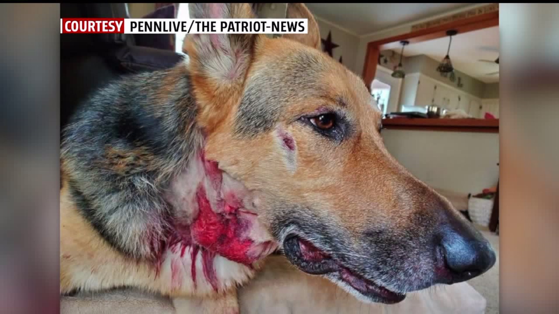 Bears spark warning across Dauphin County community after dog attack