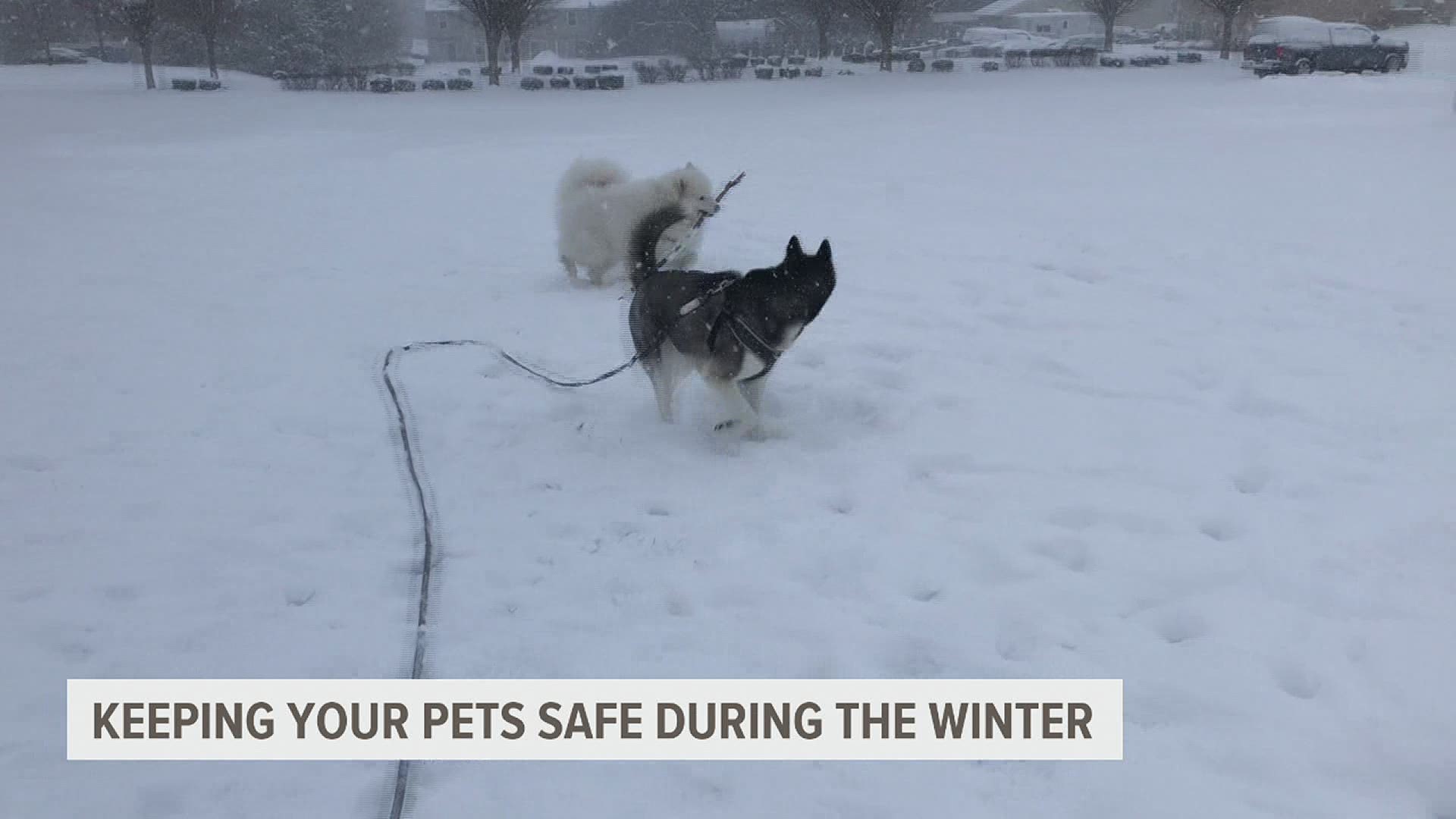 With the coldest air of the season set to arrive next week, it's important to check in and make sure your pets are staying warm.
