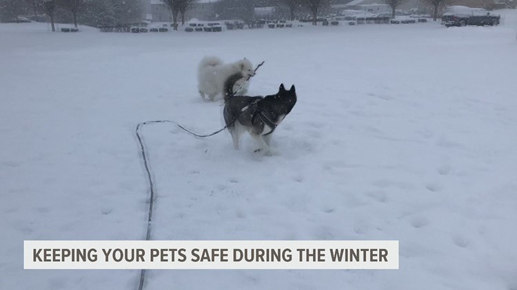 Cómo mantener seguras a sus mascotas durante la temporada de invierno