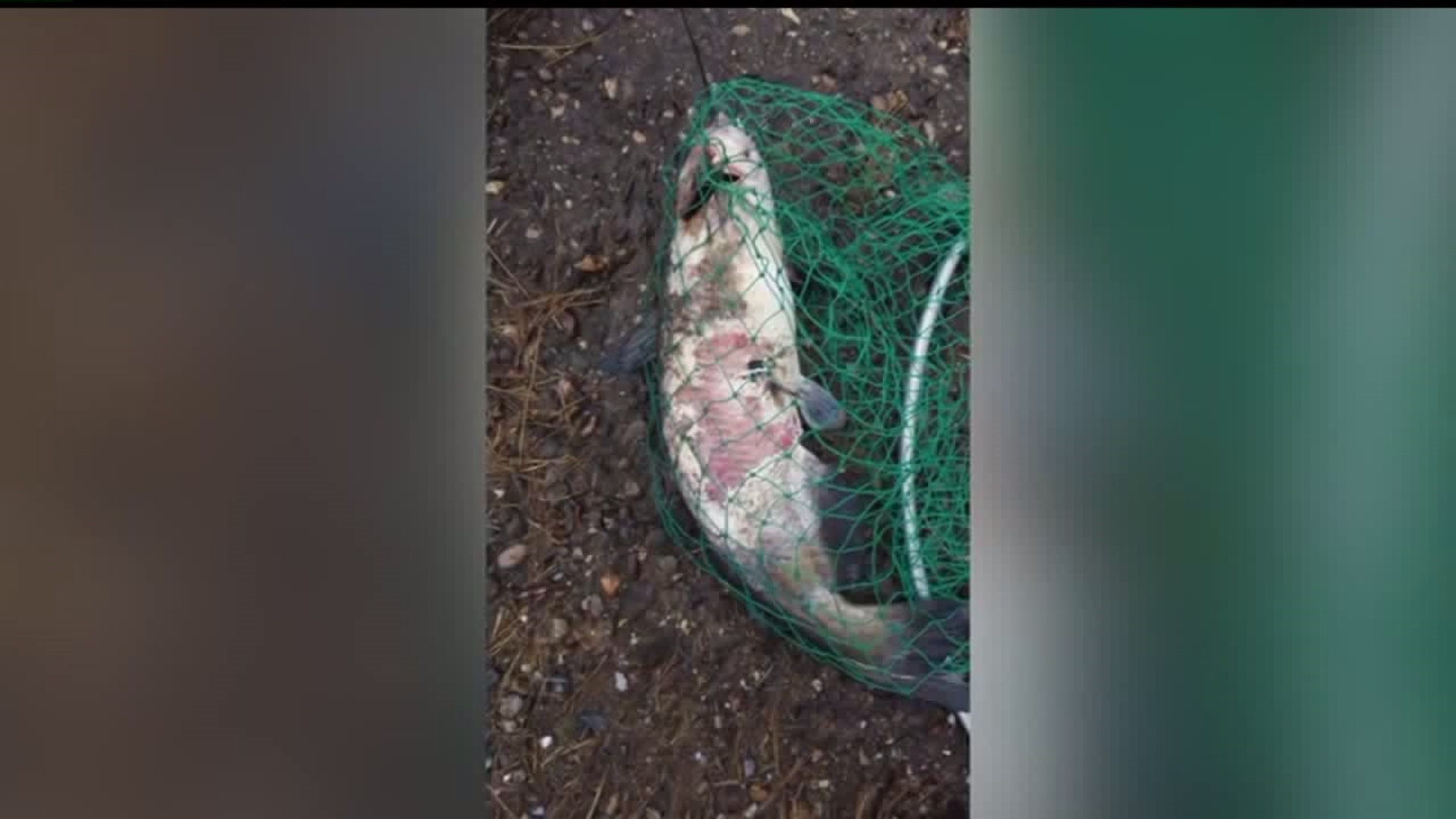 Concerns over dead, sick fish in Susquehanna River