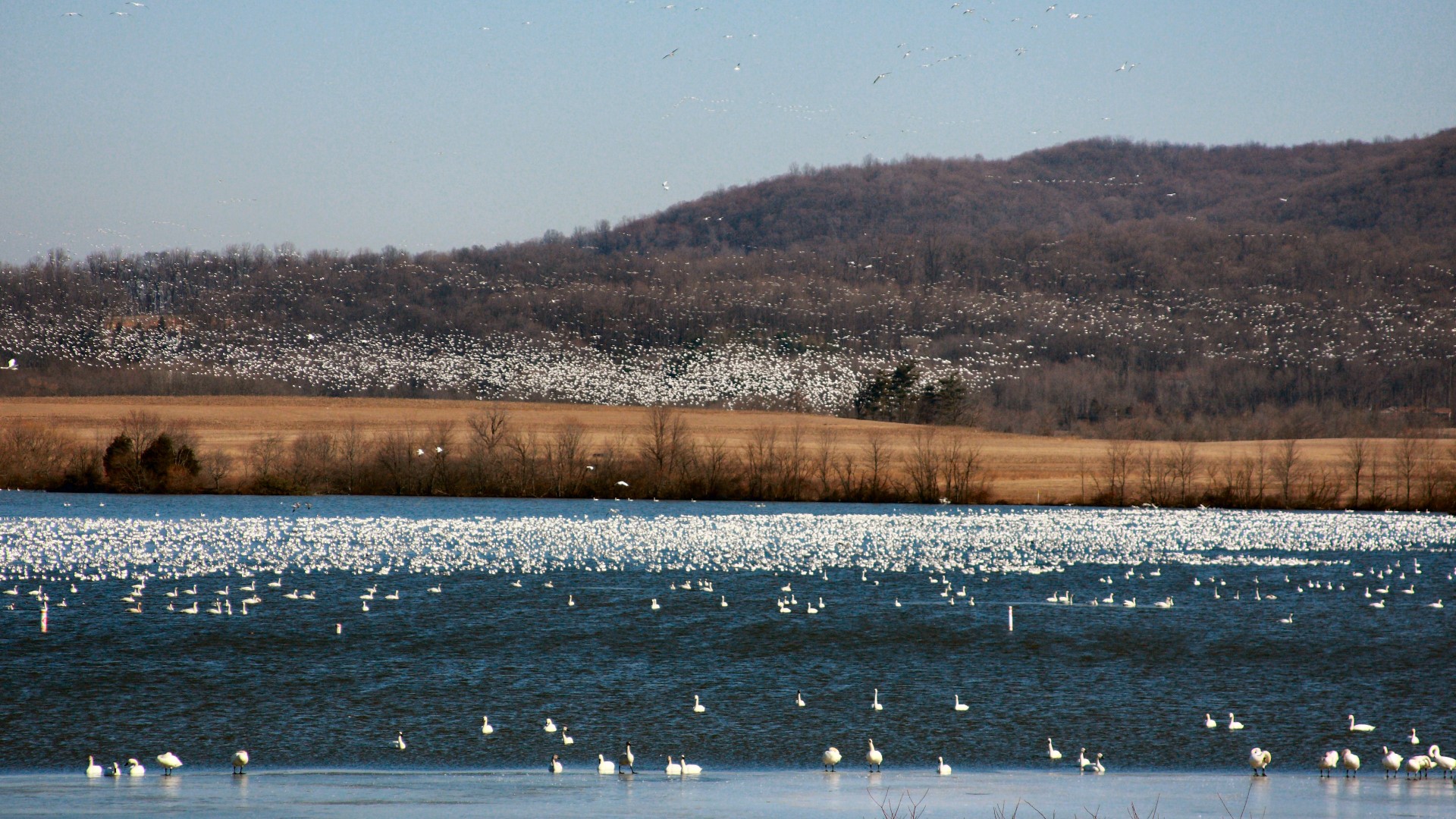 Thousands of snow geese arrive in Pennsylvania as they begin their