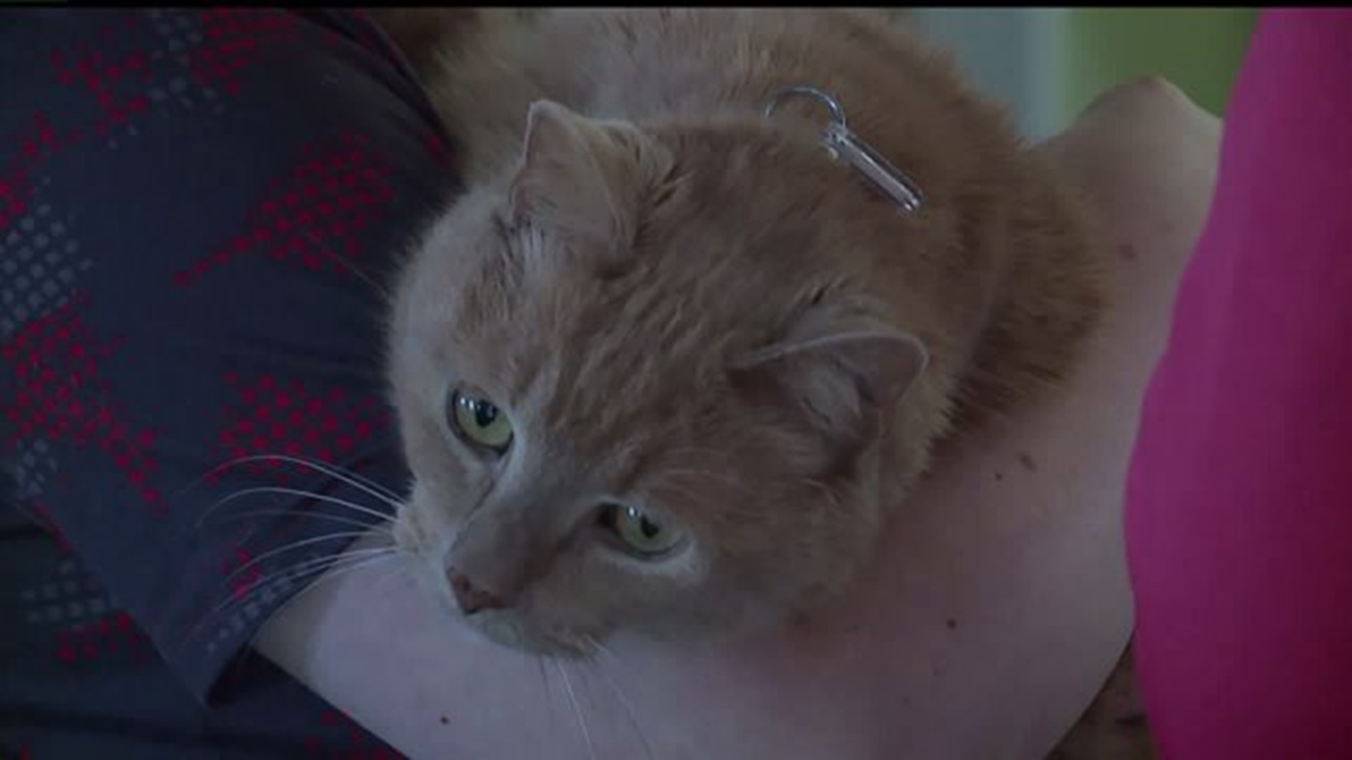 Lancaster shelter spreads love with free cat adoptions