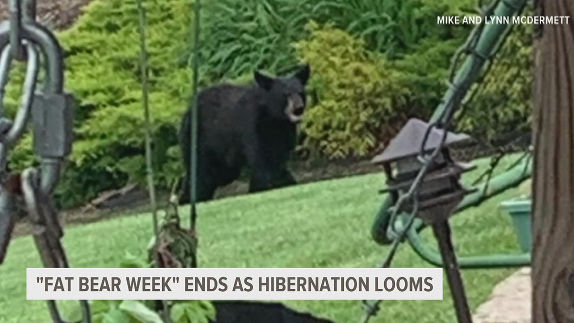 "Fat Bear Week" ends as hibernation approaches in Pa.