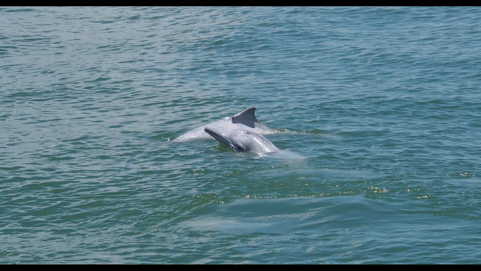 China’s white dolphins headed for extinction in Pearl River Delta ...