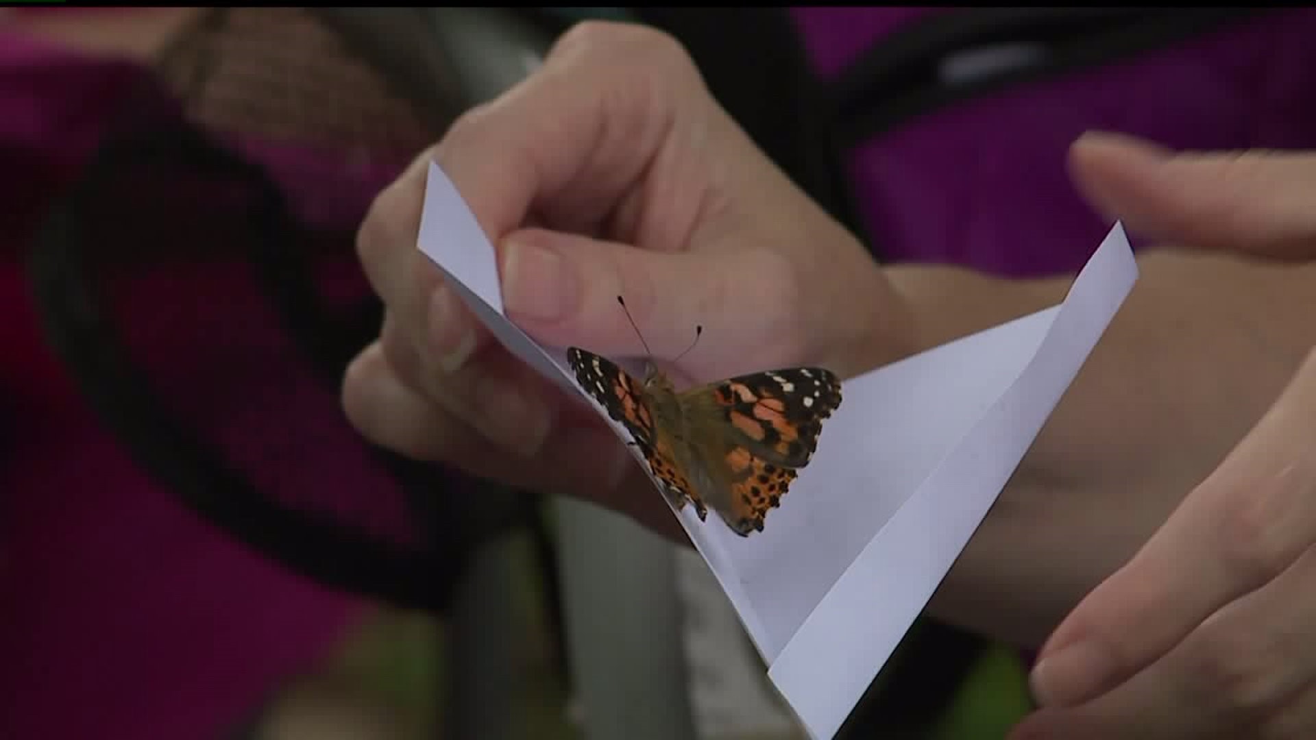 Hospice of Central PA hosts annual butterfly release to remember loved ones
