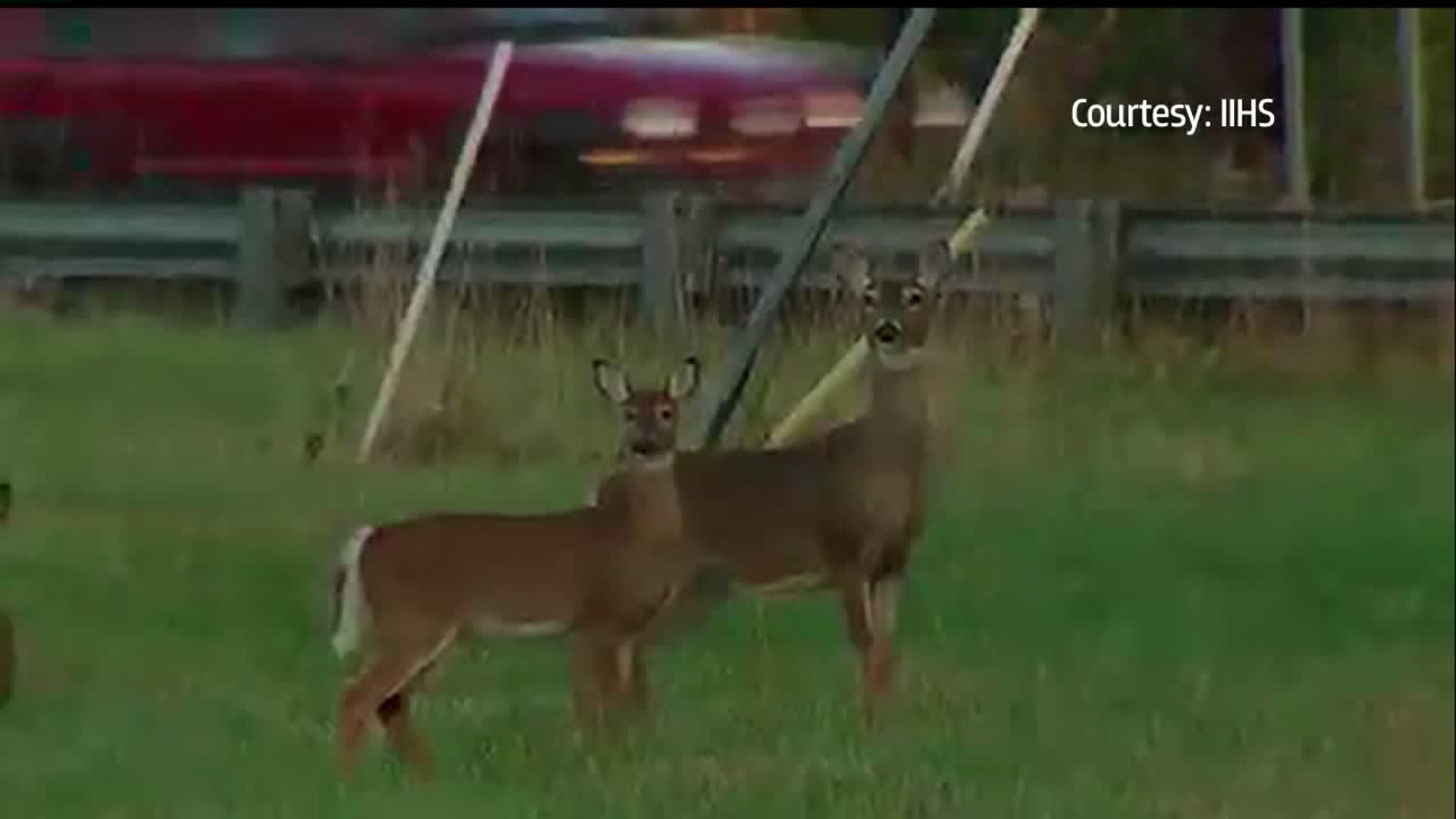 `Ask Evan`: "Do deer repellent devices for cars really work?"