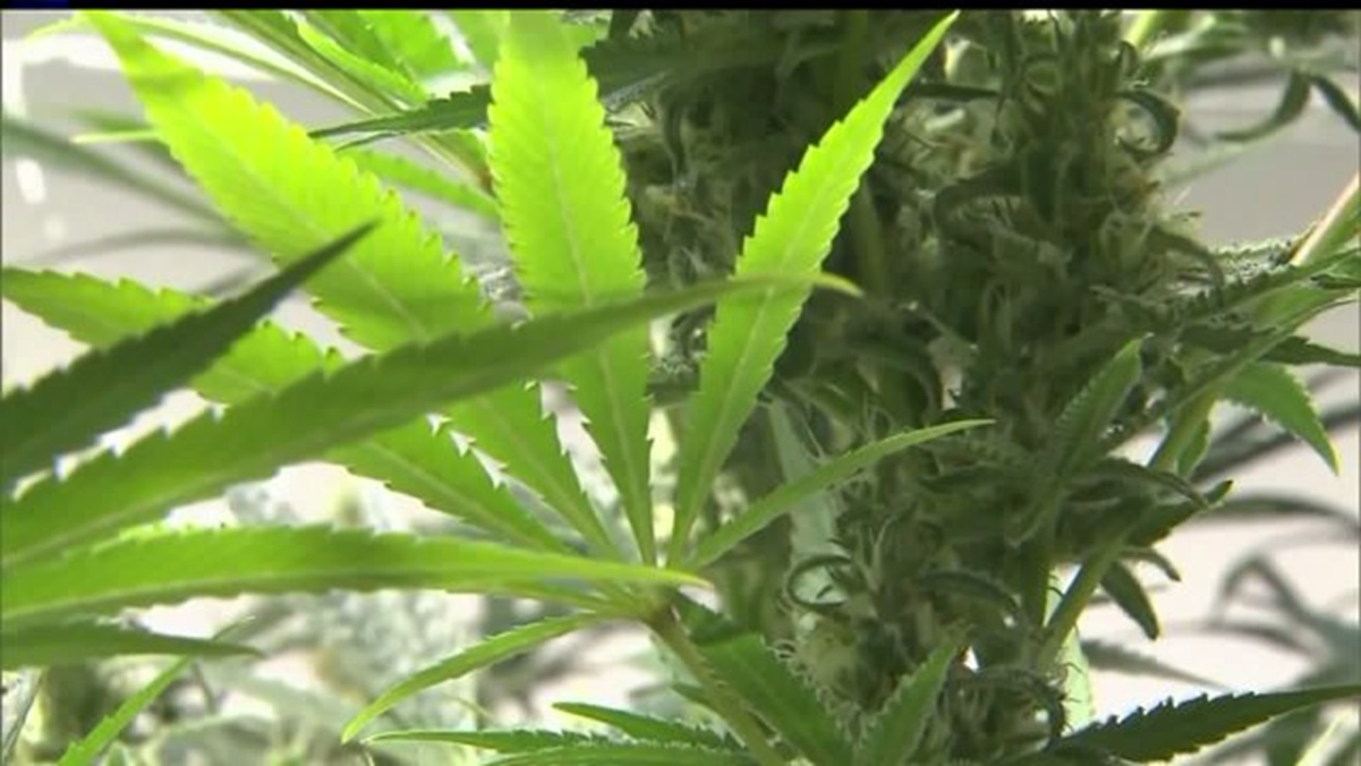 Green light given to edical marijuana facility in York County