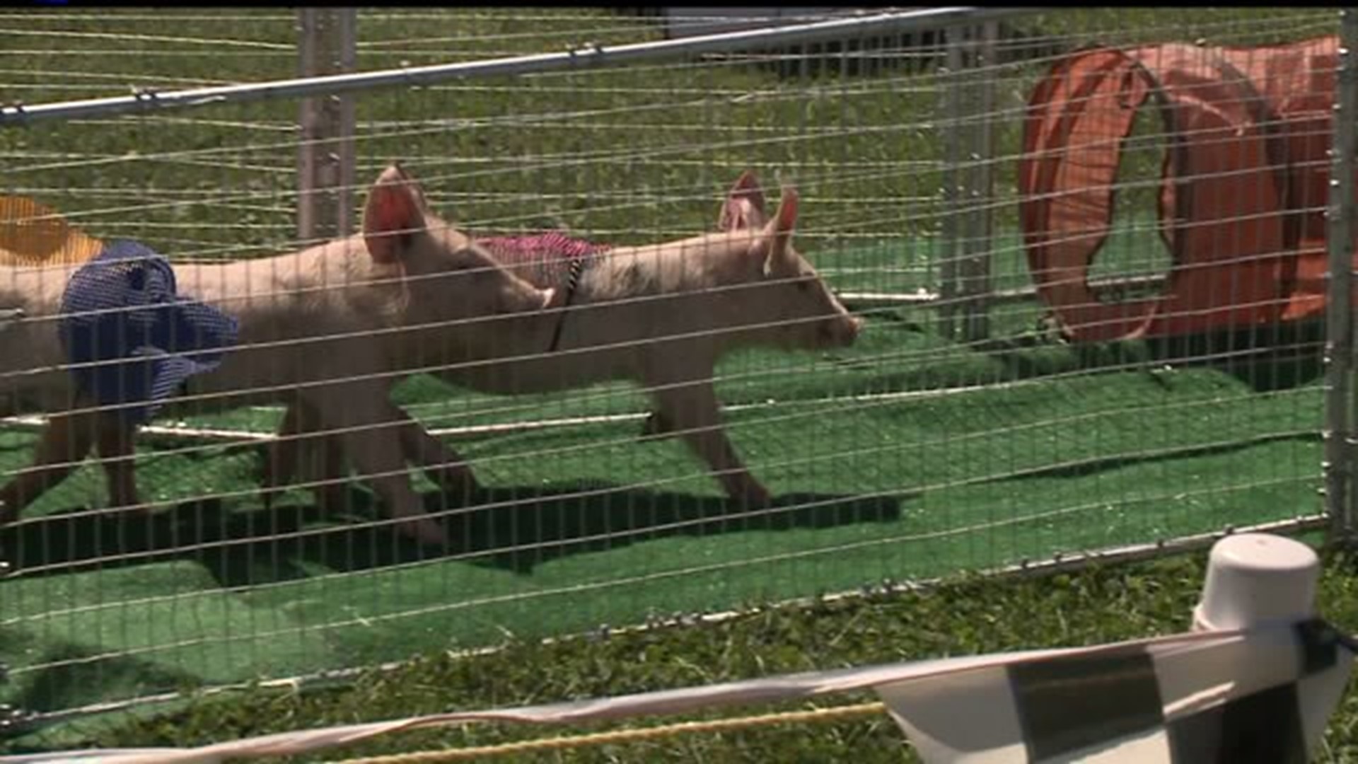 Off to the races with pigs and dogs at the York Fair