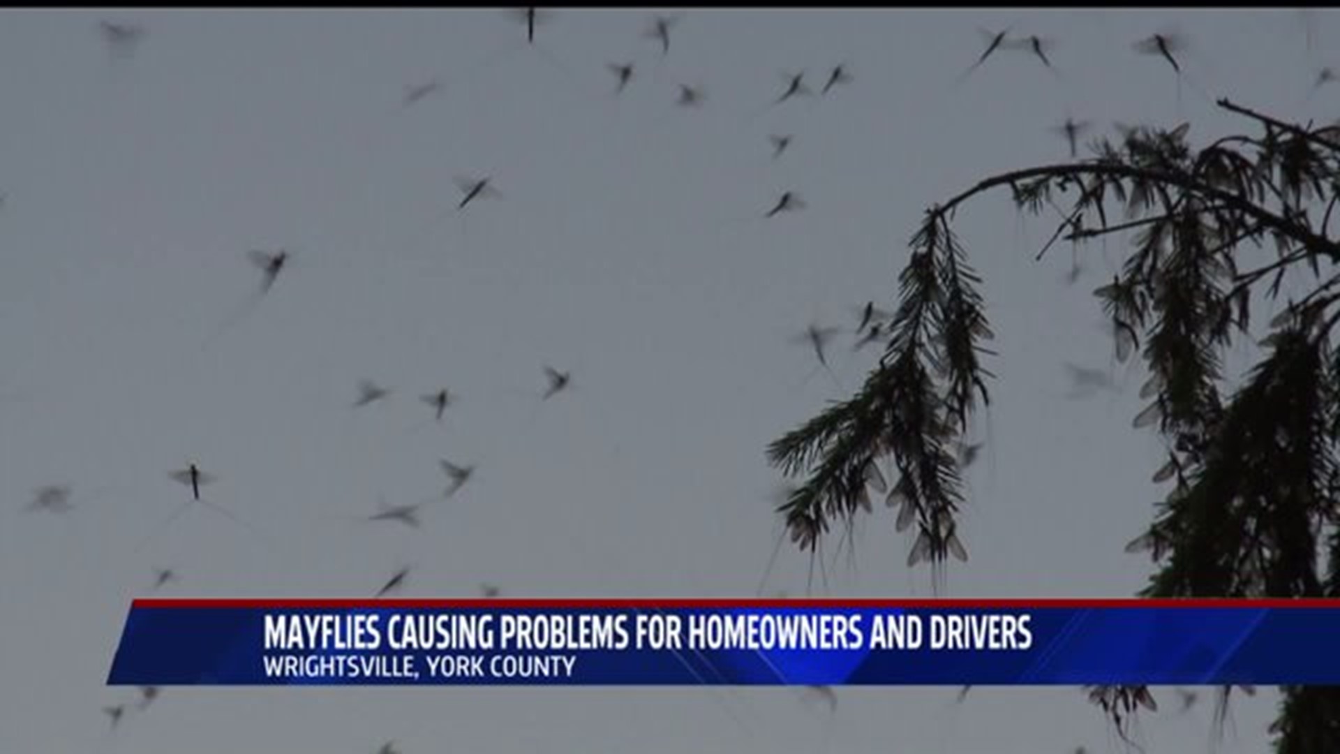 Mayflies in York Co. creating problems for drivers and homeowners