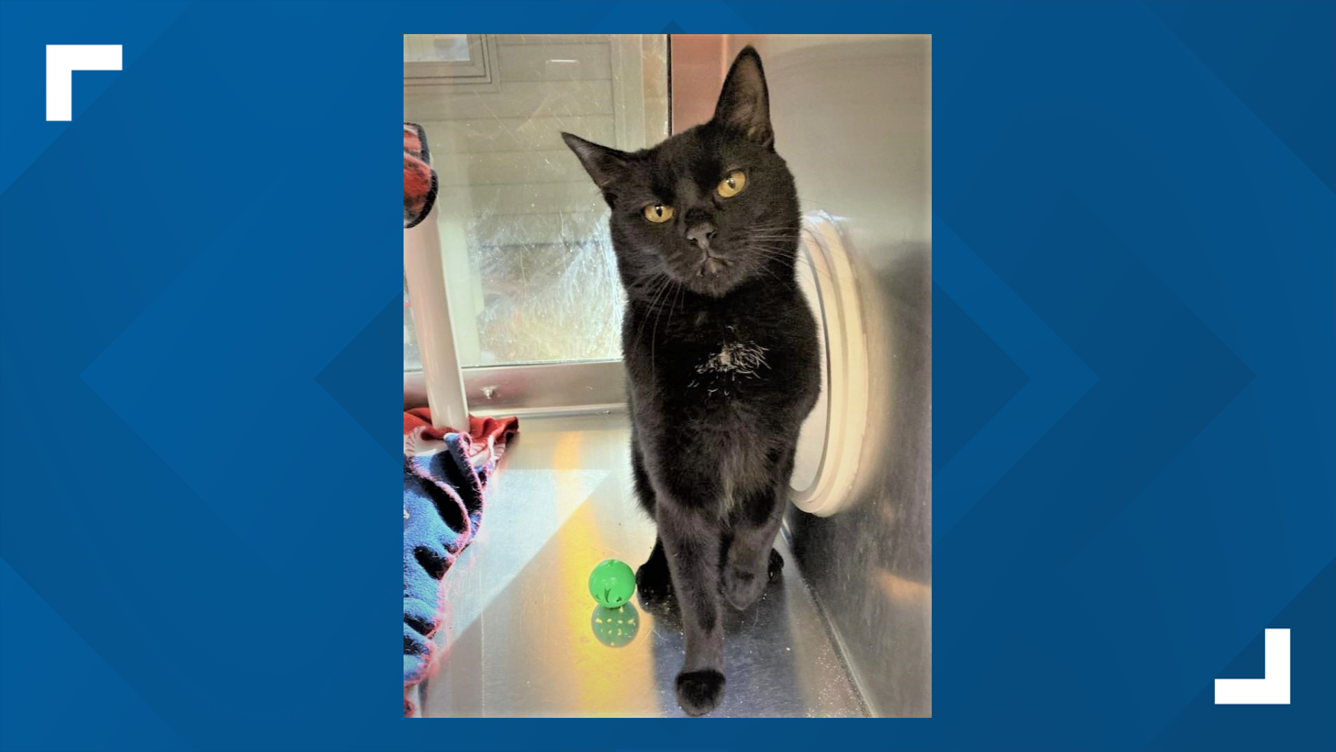 Batman would be the perfect pet for "someone who wants the true cat experience – moody, spirited, and very affectionate on his own terms."