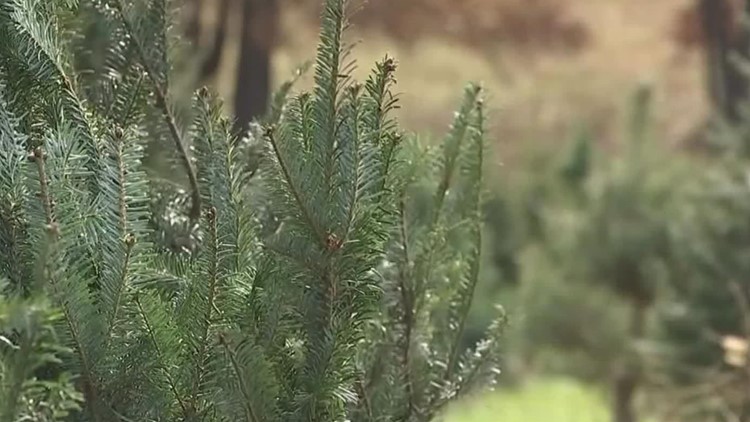 Dauphin County fire department kicks off Christmas tree sale to benefit company