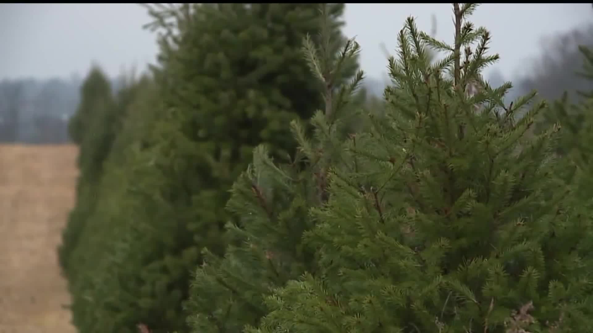 Nationwide Christmas tree shortage