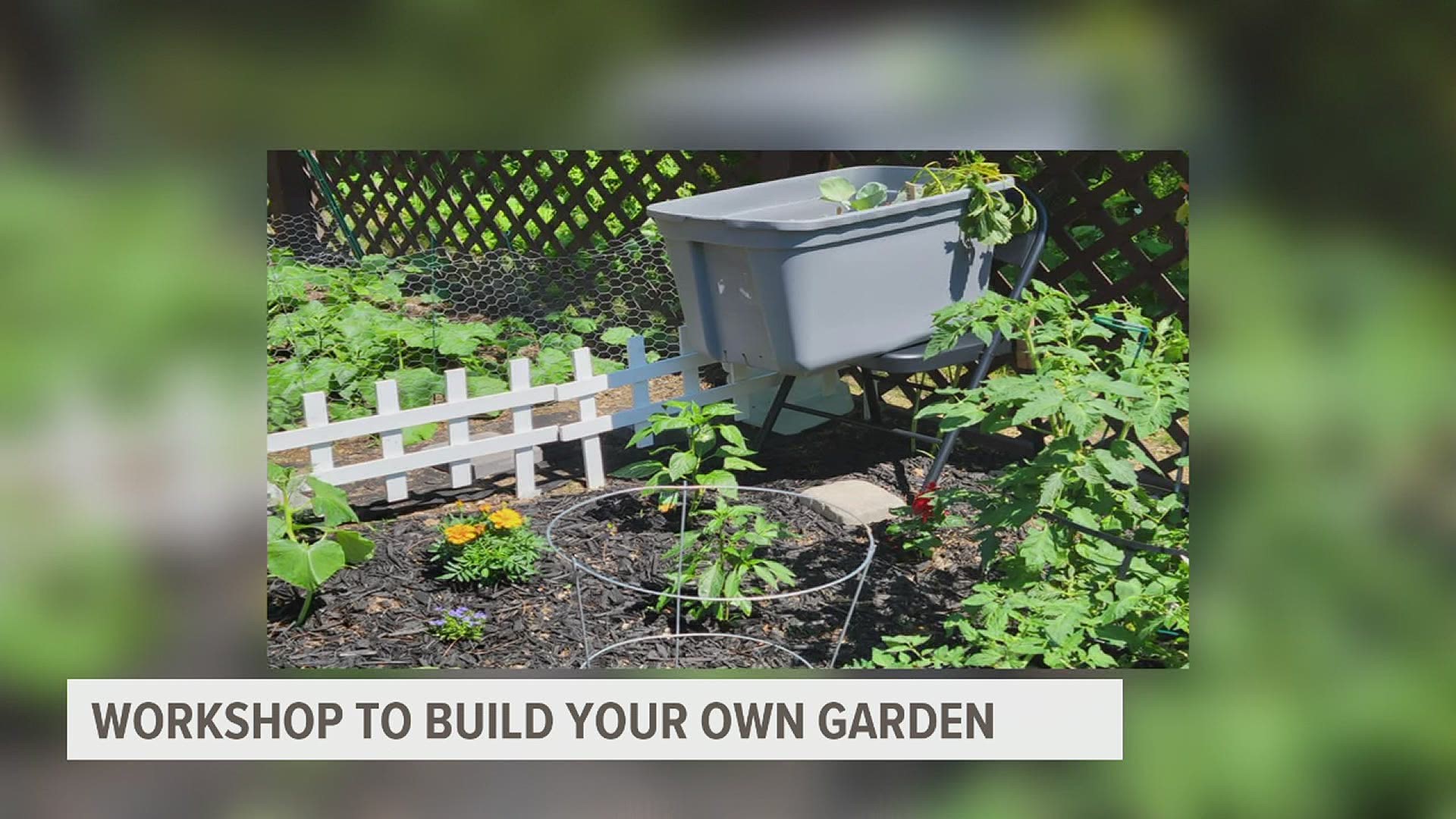 Participants will learn how to grow vegetables including kale, melons and cabbage and sustainable living tips to make soul using their own waste.