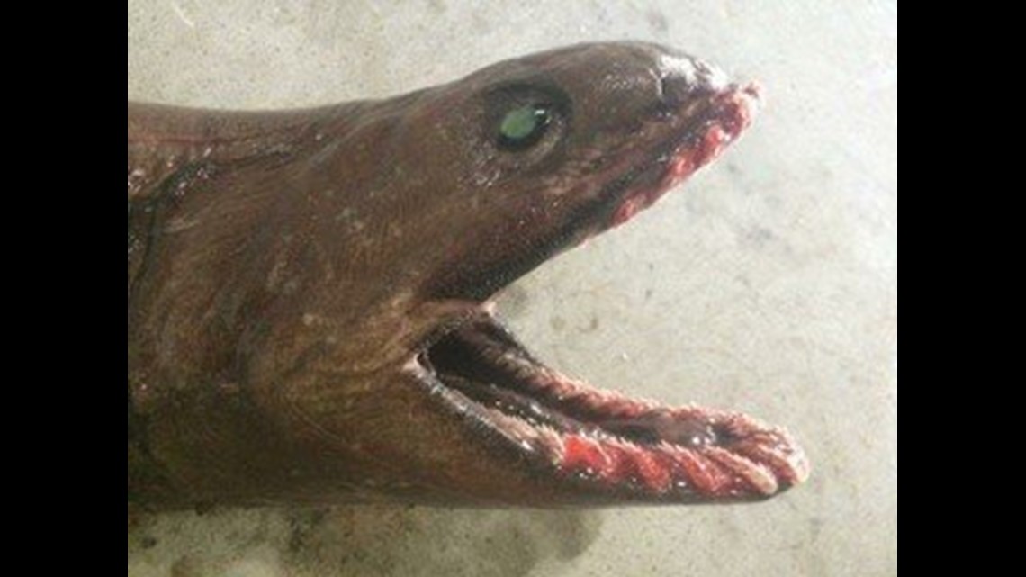 Something out of ‘Alien’: Rare frilled shark caught off Australian ...