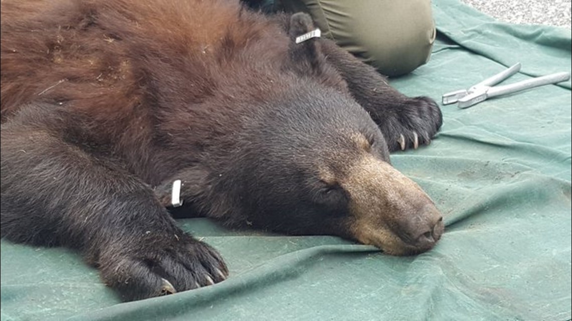 West Virginia Black Bears - The Stick Co