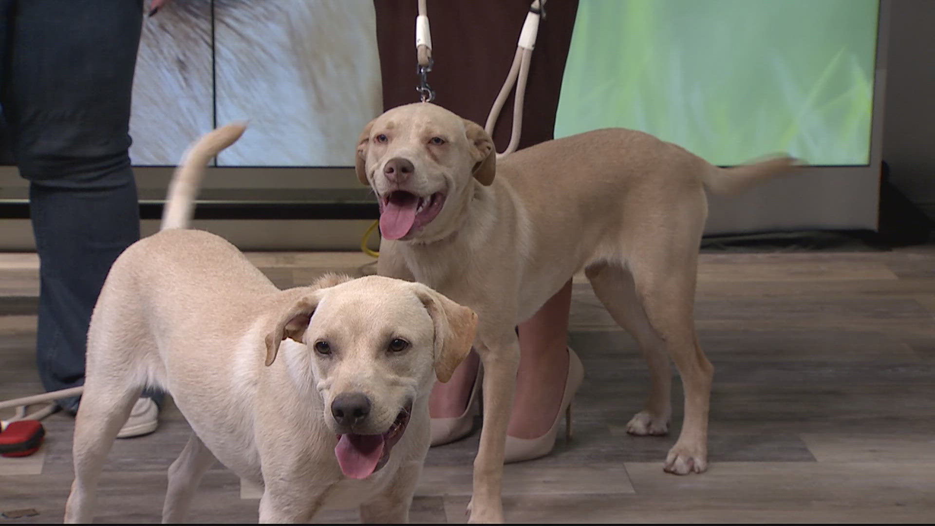 These two brothers have lots of energy and are looking for their forever families. They are available for adoption at Charlie's Crusaders Pet Rescue.