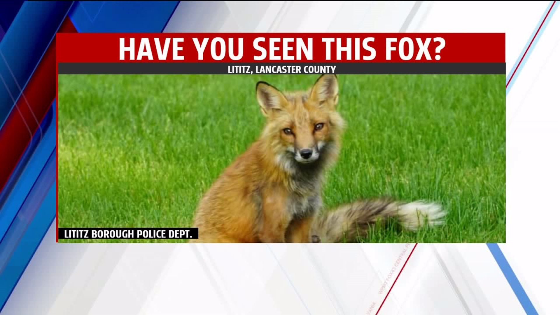 Lititz Police Dept. offers tips (some comical) for dealing with fox seen roaming around the borough