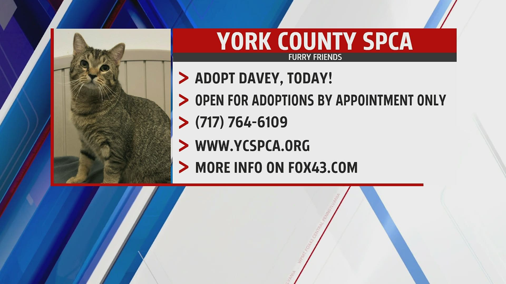 Furry Friend Davey! Adopt Davey today at the York County SPCA