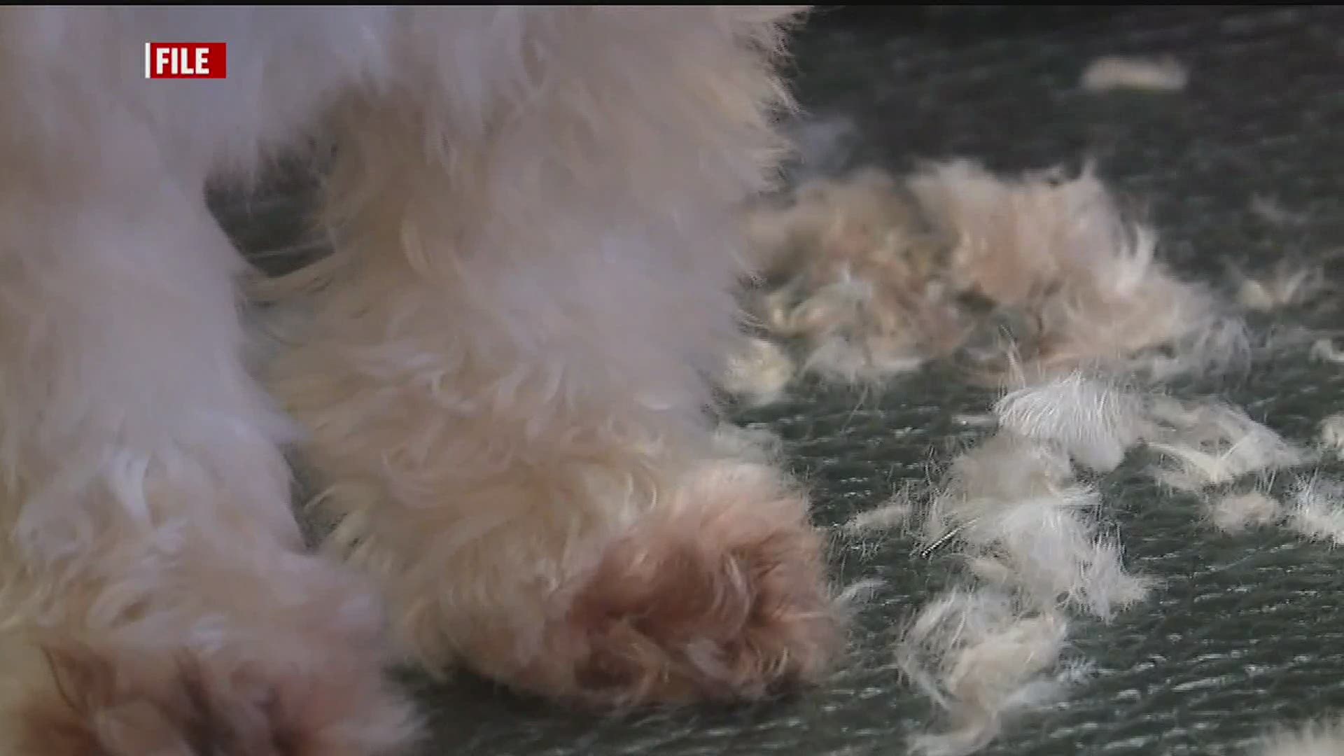 They say un-groomed pets can lead to health problems and infections