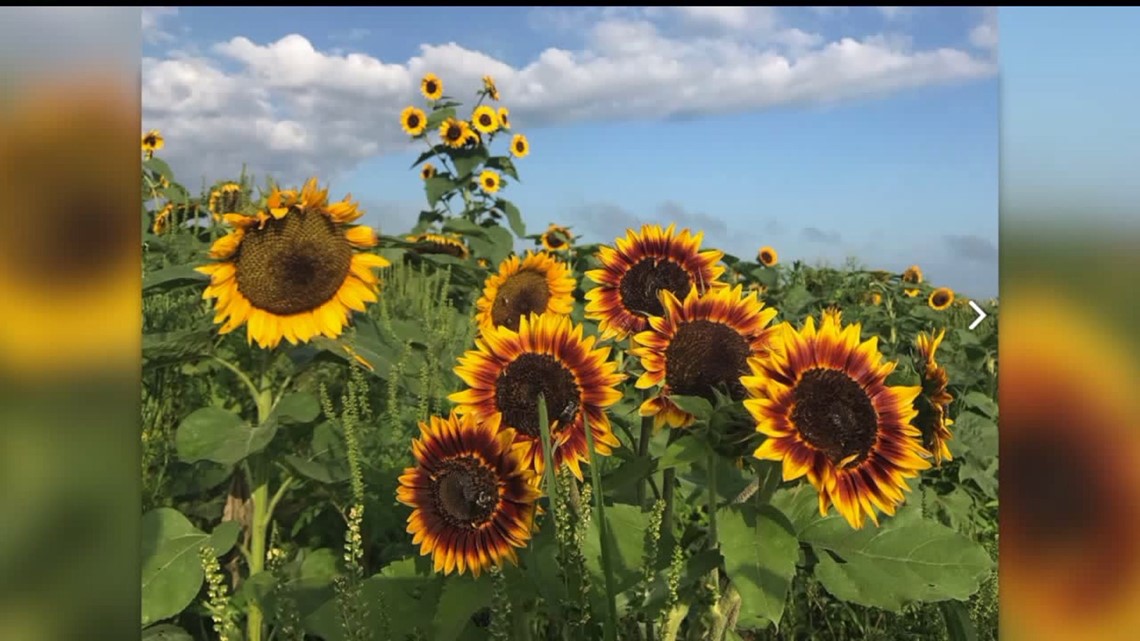 Thousands of Sunflowers waiting to be picked at Third Annual Sunflower