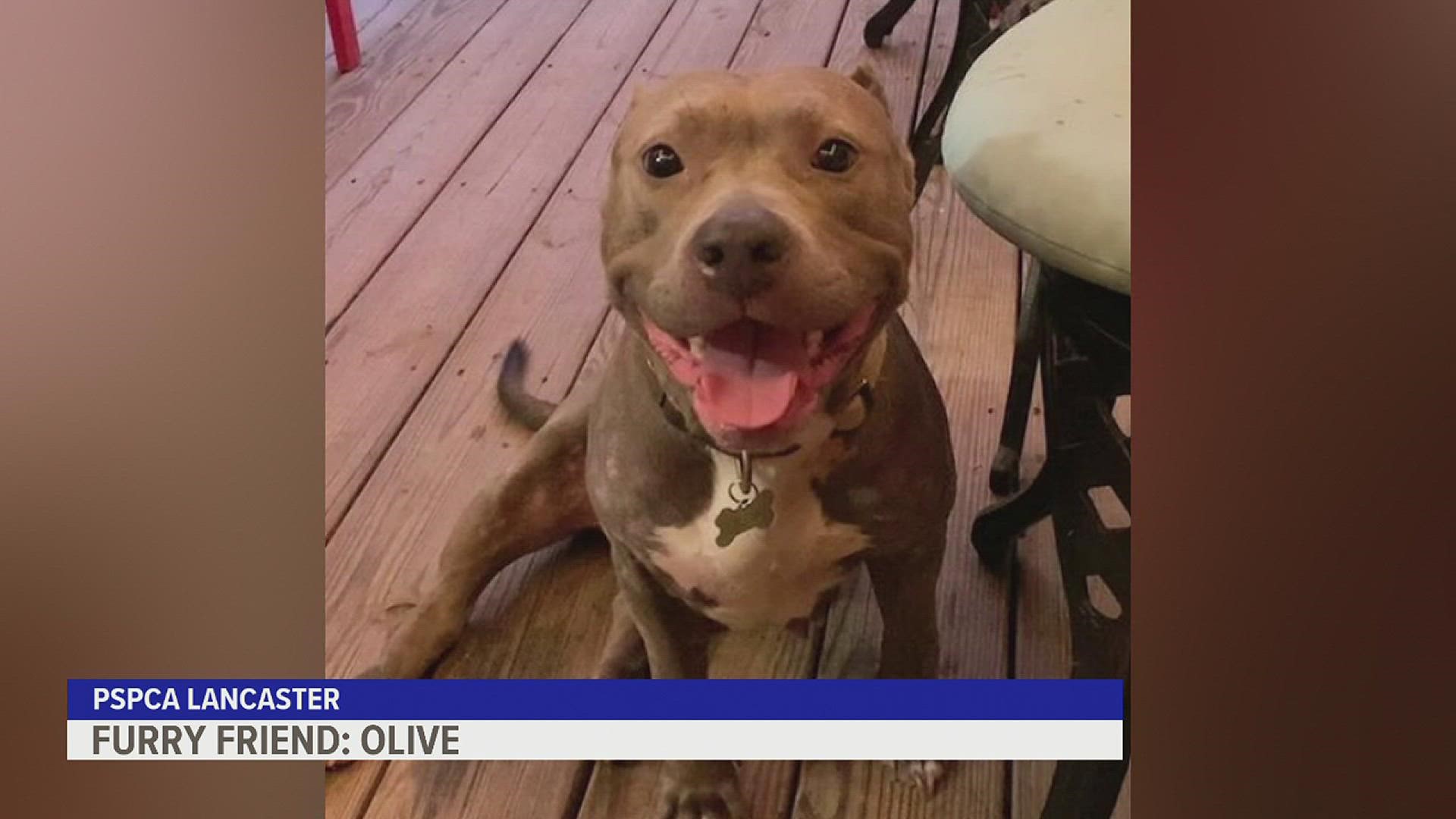 Olive is described as a cuddle bug with a sweet soul.