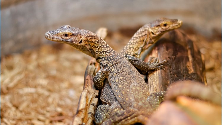 A Komodo dragon with no male partner gave birth to three hatchlings