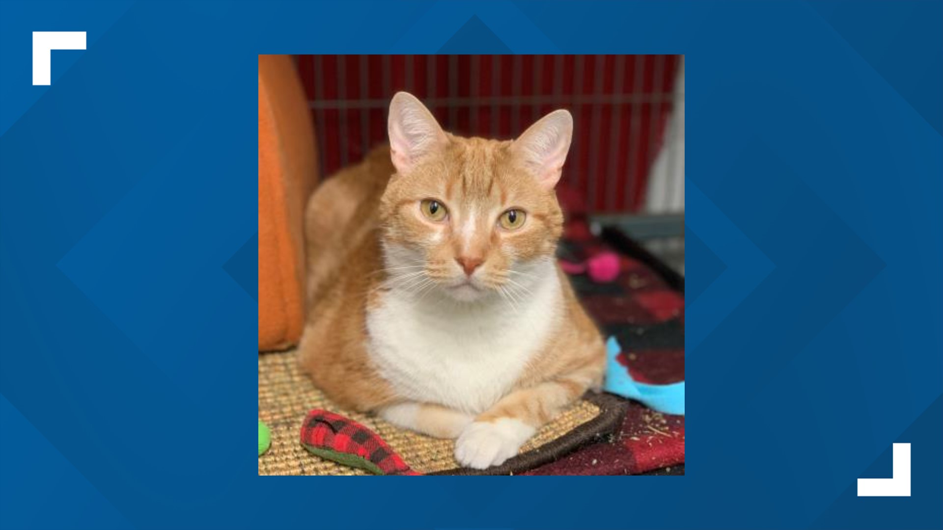 Tontin is a male, domestic shorthair tabby. He is nine years old.