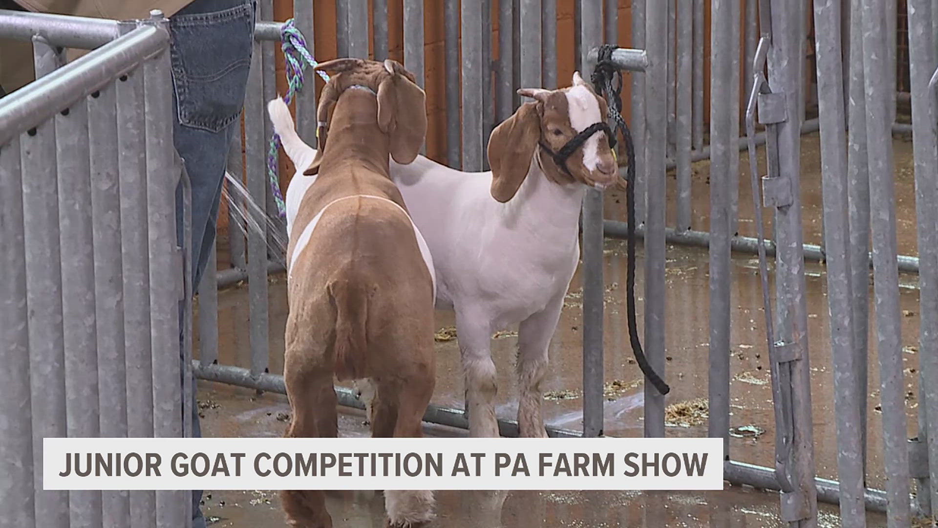 Farm Show hosts Junior Market Goat Competition | fox43.com