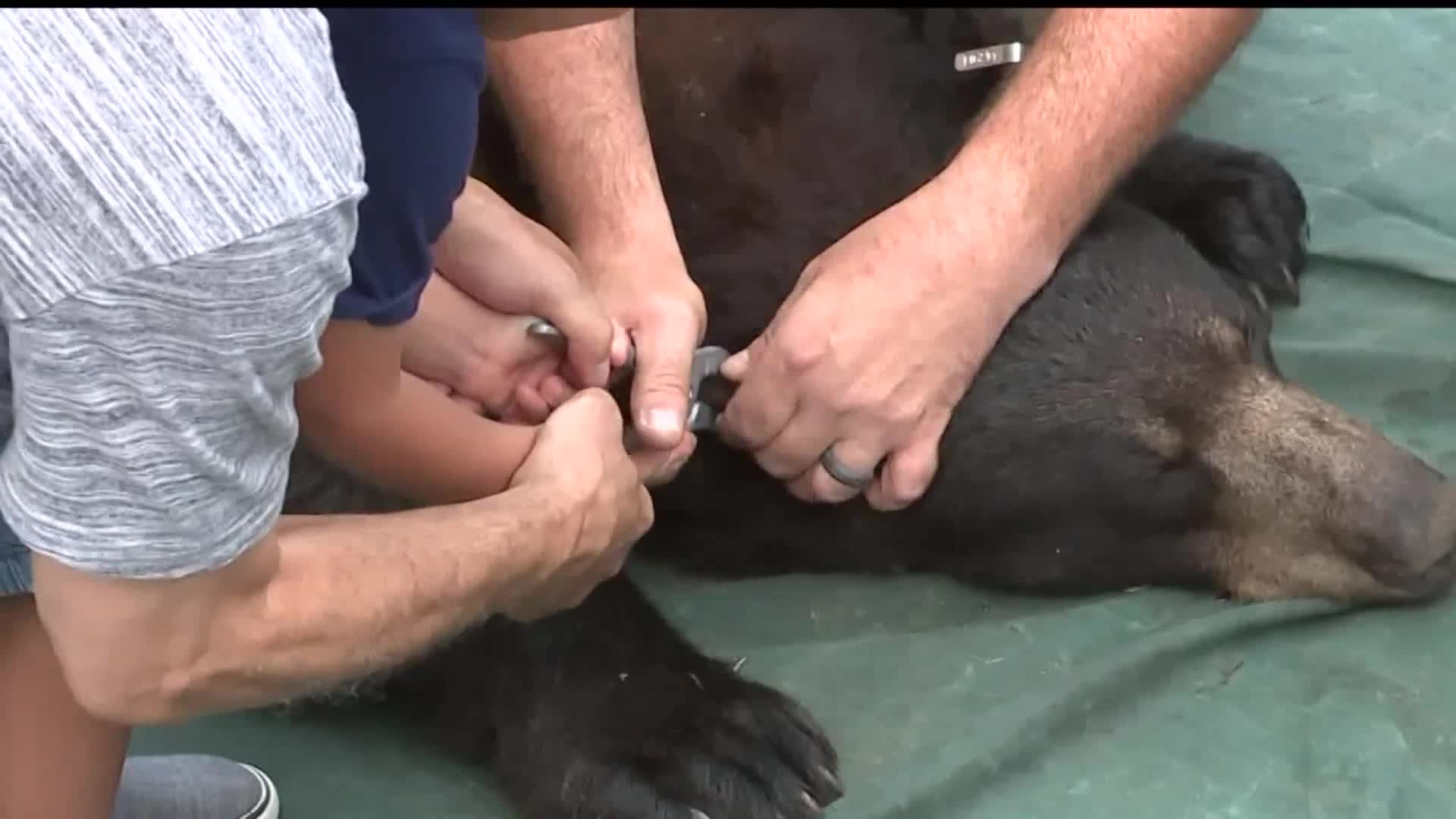 Young black bear captured in Lancaster City