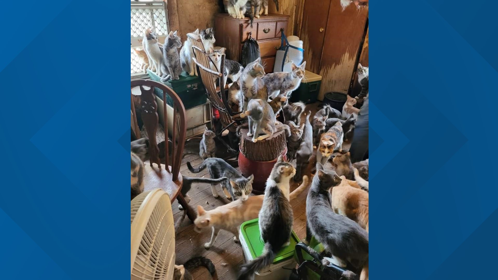 Feline Solutions says there was barely any space for the cats to roam around the room.
