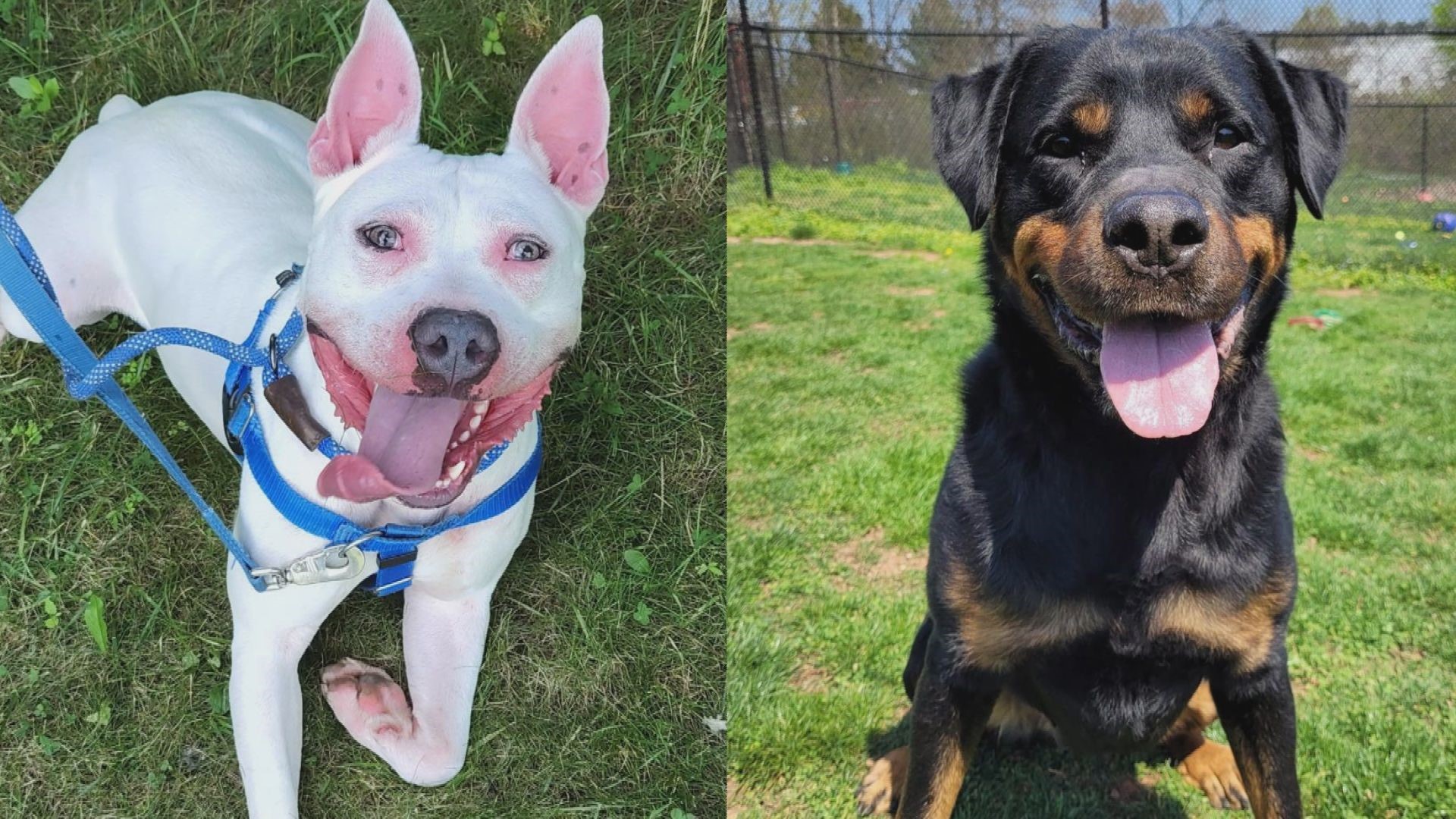 Ghost and Gretel are longtime residents at the York County SPCA and are looking to find their special families.