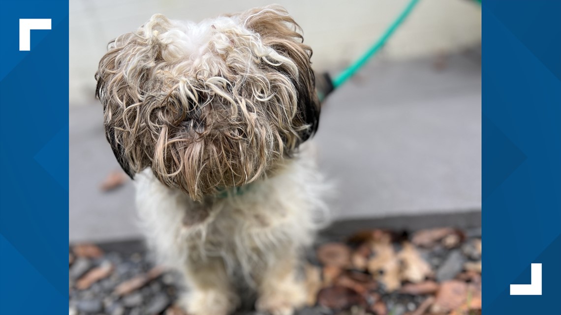21 dogs taken from Lancaster County breeder over health and living