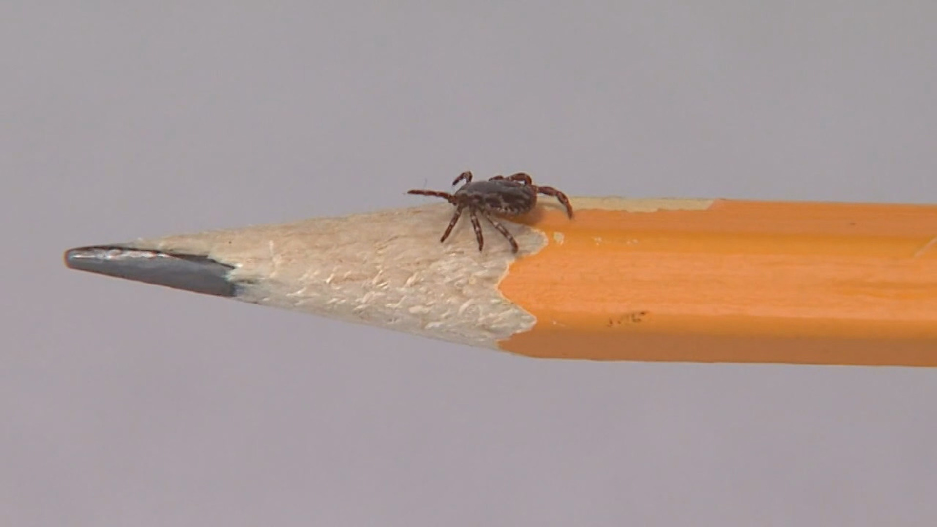 The Pennsylvania Department of Health has confirmed more than 11,000 new cases of Lyme Disease so far in 2024.