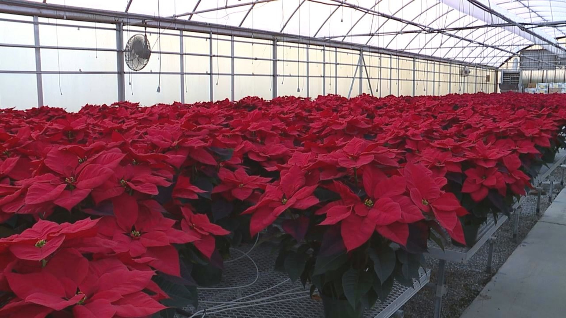 Miller Plant Farm has been growing the popular holiday flower for more than 40 years.