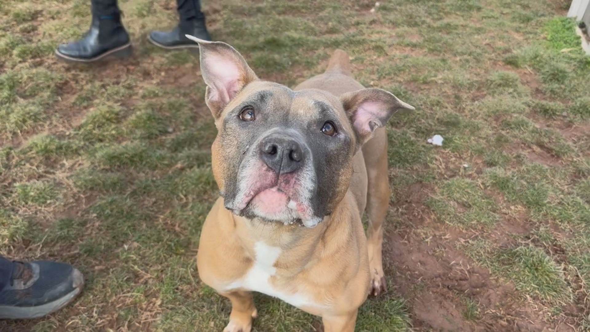 Louise is an energetic and friendly bully mix looking for her forever home at the York County SPCA.