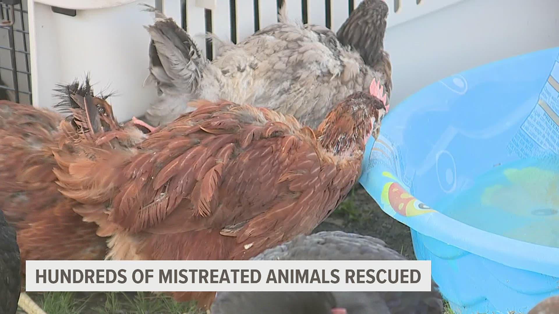 Animal rescue asks for help caring for hundreds of mistreated farm animals  