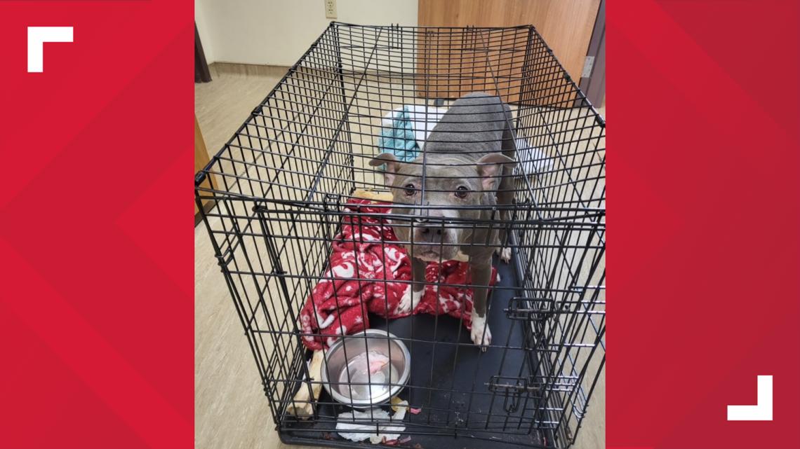 Dauphin police searching for owner of abandoned pit bull | fox43.com