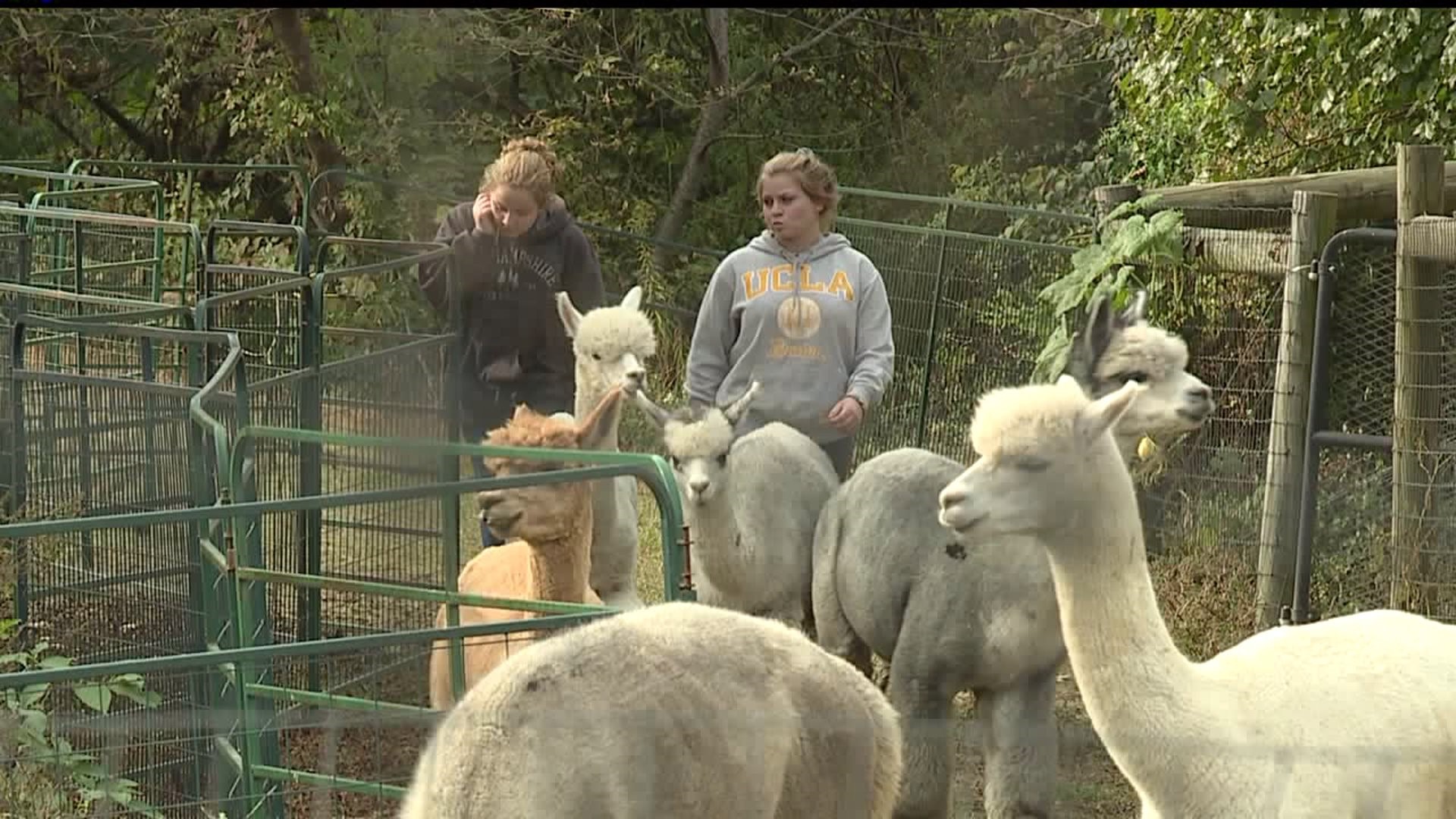 Alpacas of York opens barn to the public