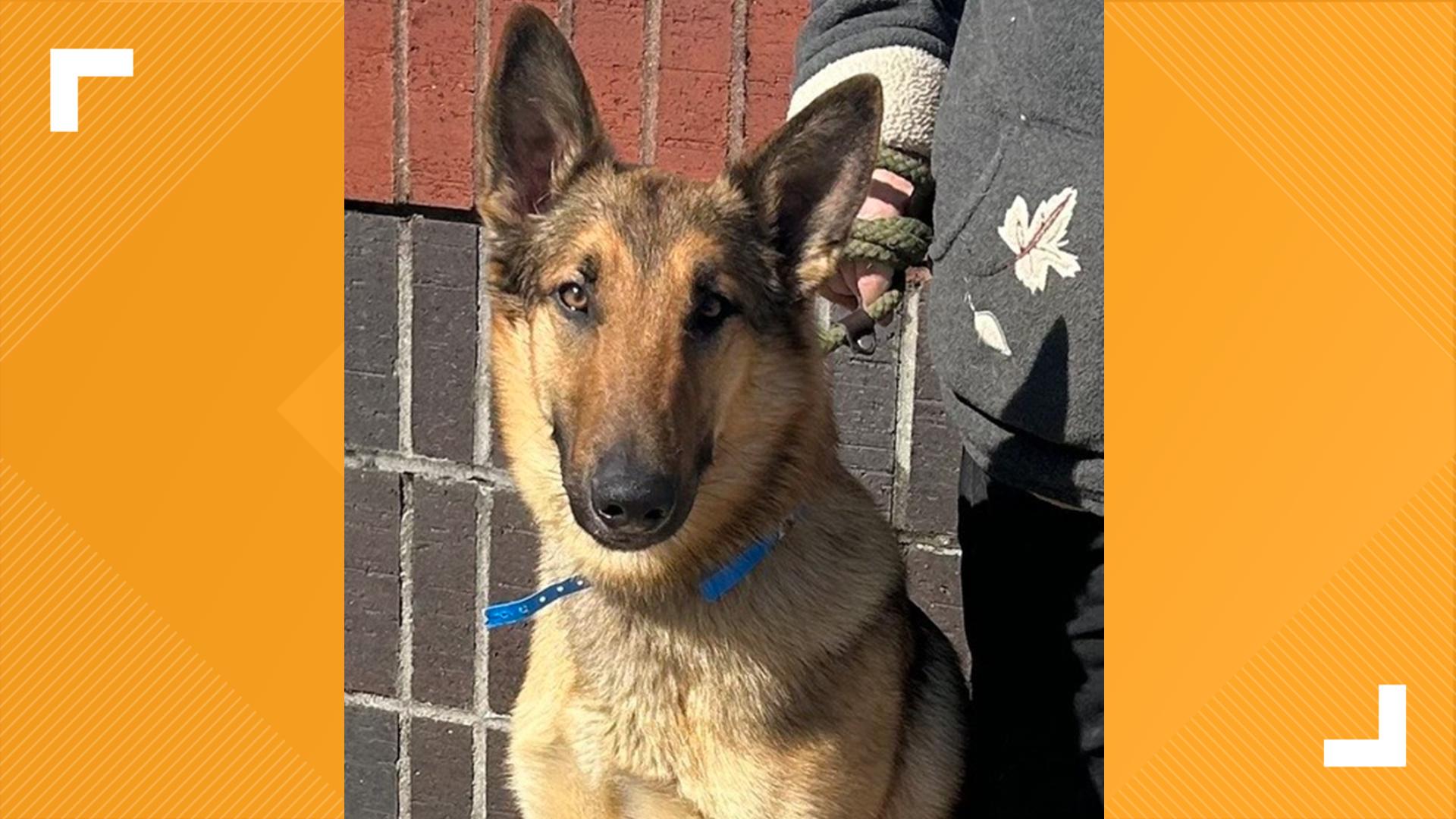 Our furry friend this week is a German Shepherd mix from Charlie's Crusaders!