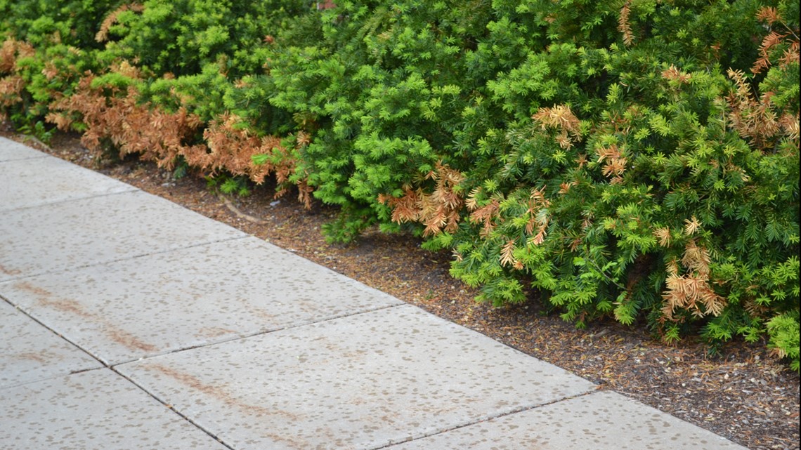 How to protect your plants and trees from rock salt damage this winter - Vimarsana News