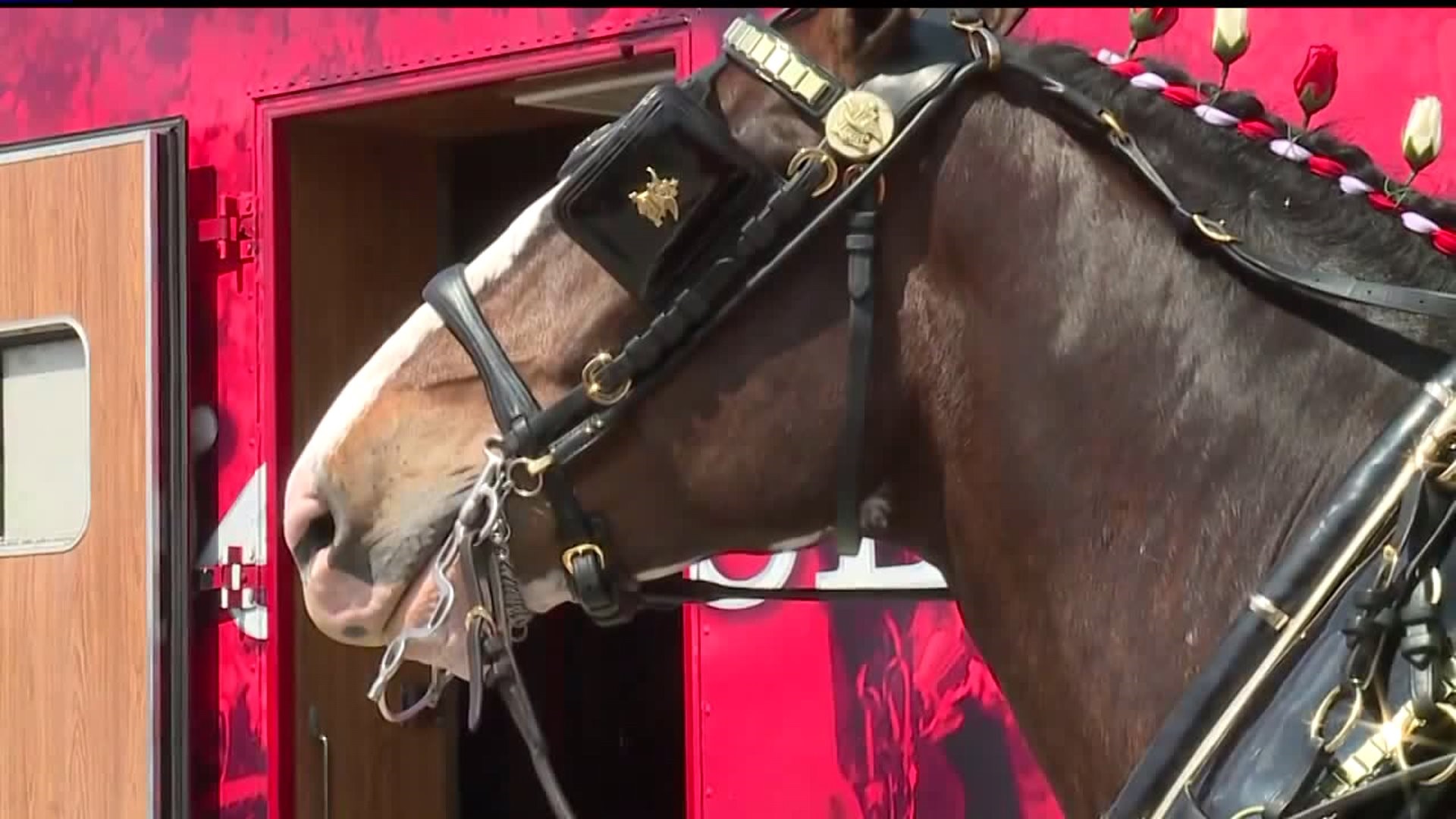 Clysedales Meet and Greet in York County