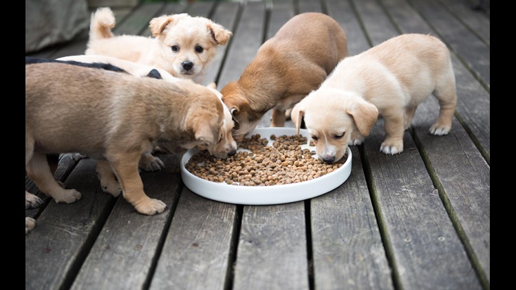 can puppies eat dog food