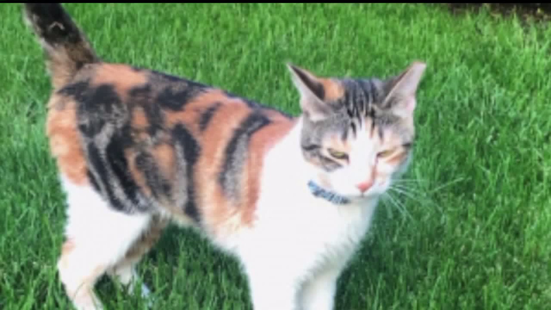 Stray cat attacks two people in Warwick Township, Lancaster County; police say it`s still at large