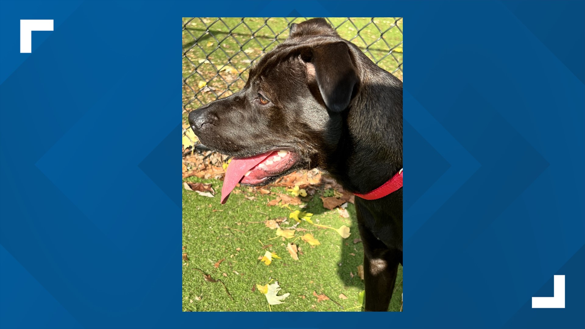 Apple is a 9 month old lab who is 45 pounds of sweet and gentle disposition and is available for adoption at Charlie's Crusaders Pet Rescue.
