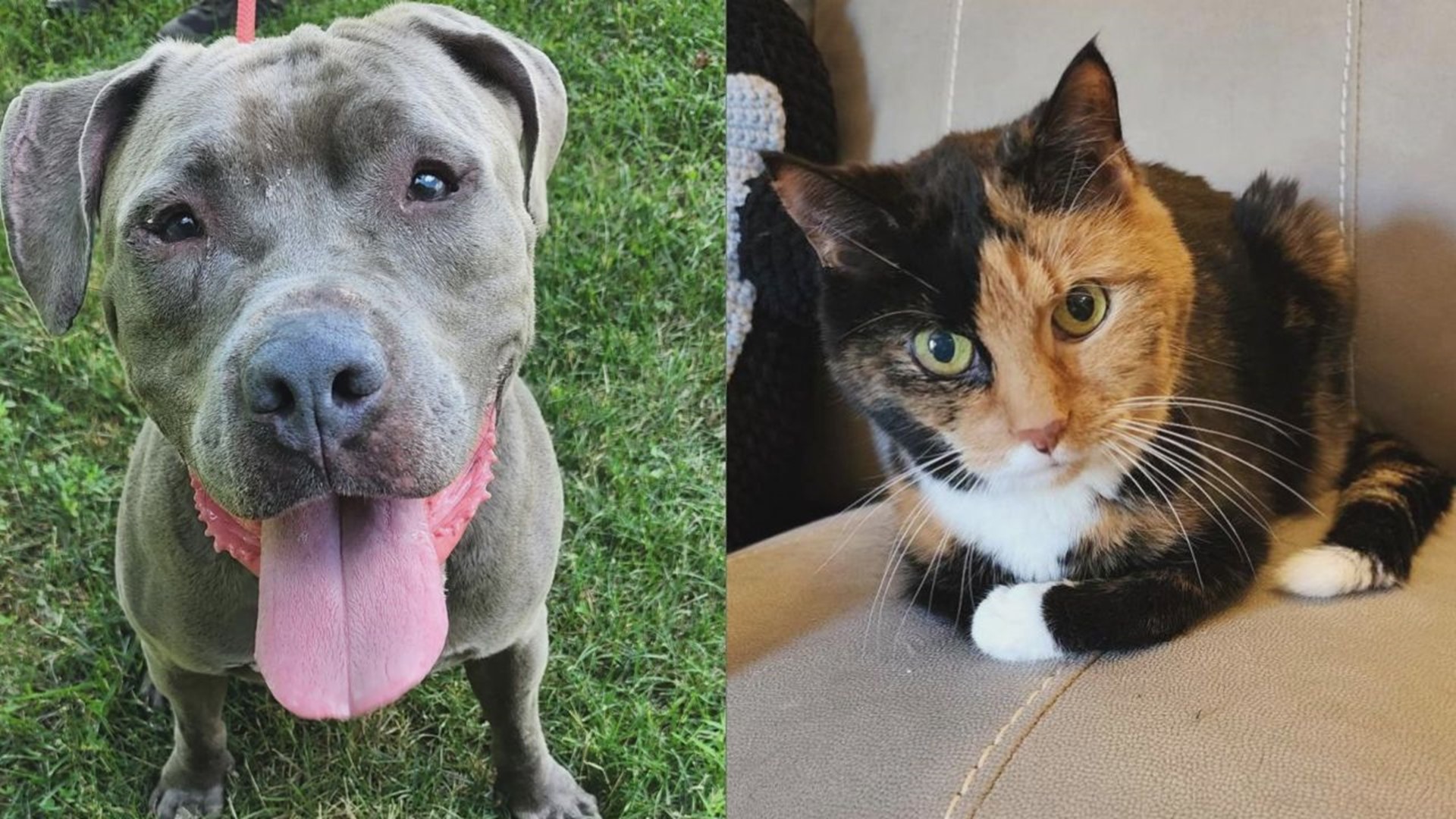 Both Smoke and Luru are senior residents at the York County SPCA who are looking for their forever family to spend their golden years with.