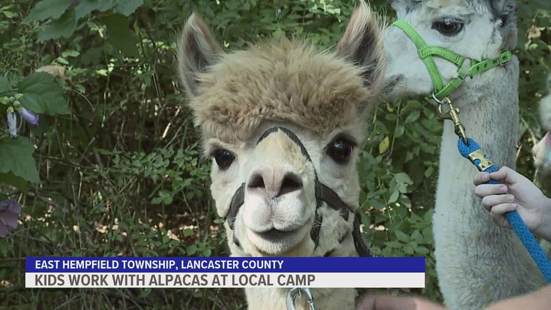 The week-long camp is for kids ages nine through 16 and allows campers to form a special connection with the alpacas.