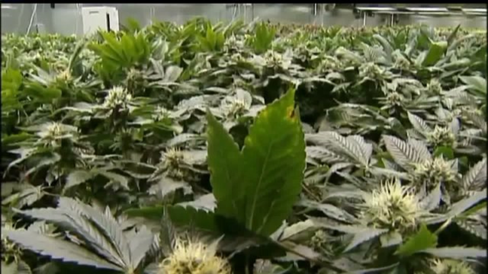 City Council to hold press conference today to seek public input on lowering penalties for marijuana