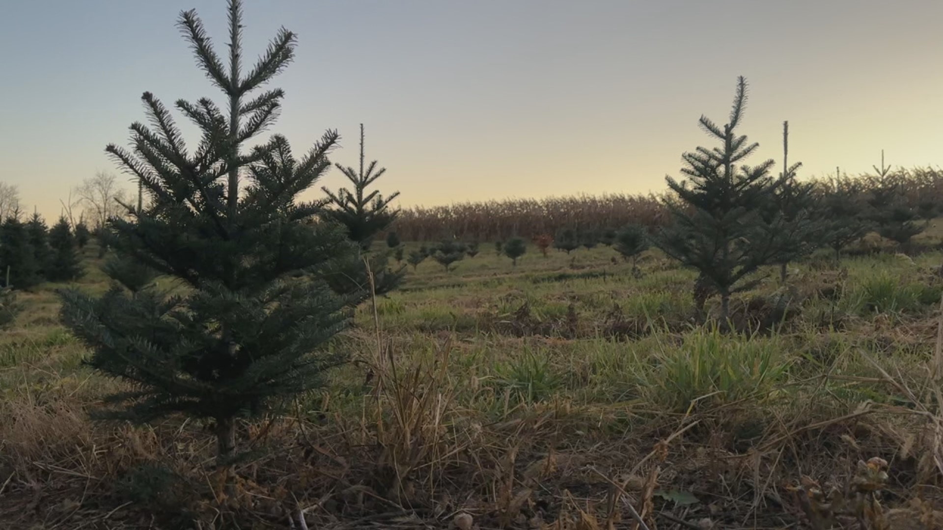 One tree farmer said the lack of rain has stunted the growth of some tree species, resulting in several thousand trees unable to be sold.