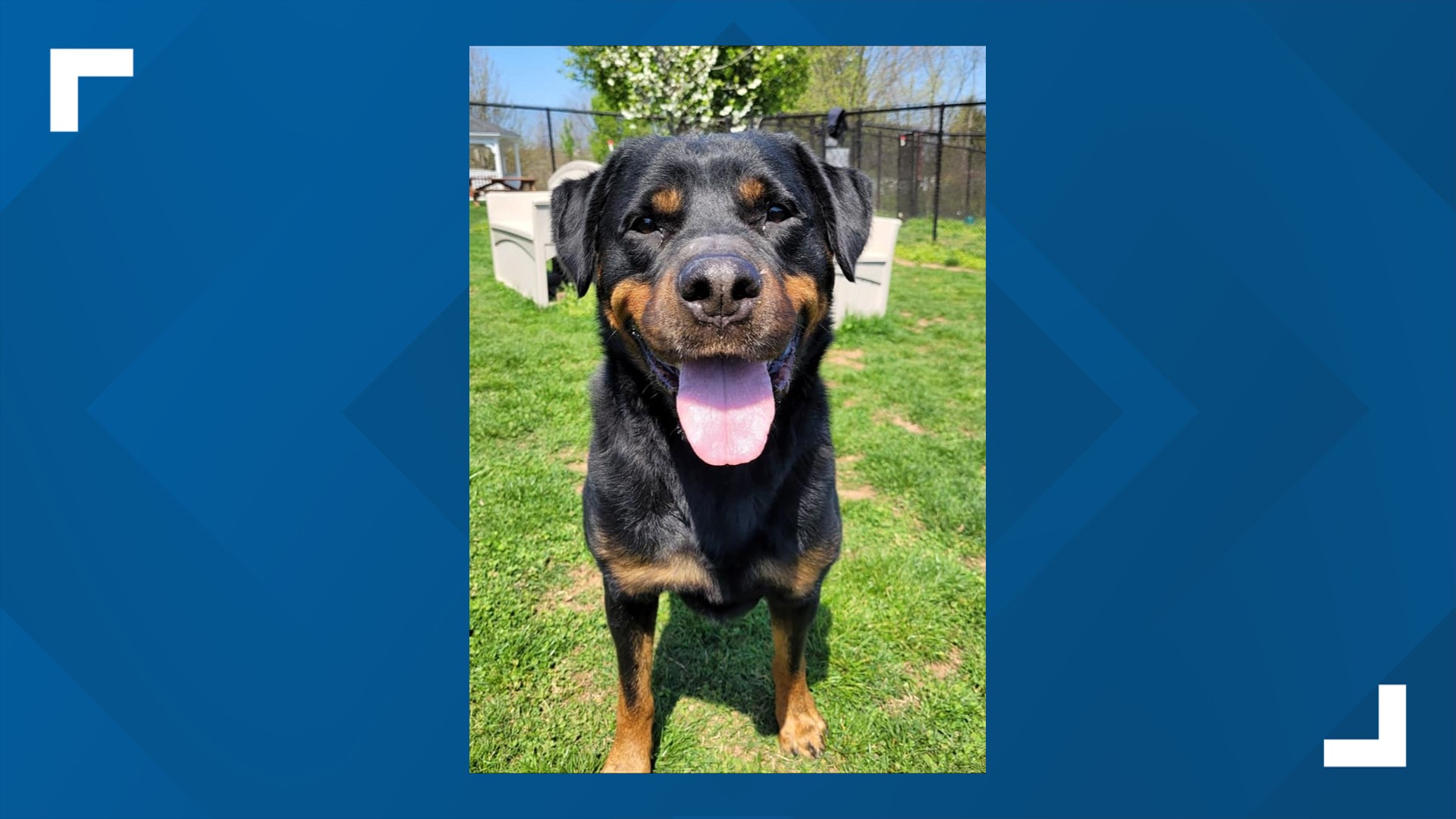 This week's Furry Friend is brought to us by the York County SPCA. Gretel is their longest-term canine resident and has been in the shelter since January.